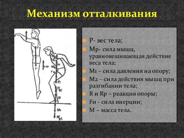 Механизм отталкивания P- вес тела; Mp- сила мышц, уравновешивающая действие веса