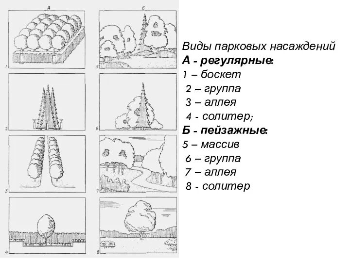 Виды парковых насаждений А - регулярные: 1 – боскет 2 –