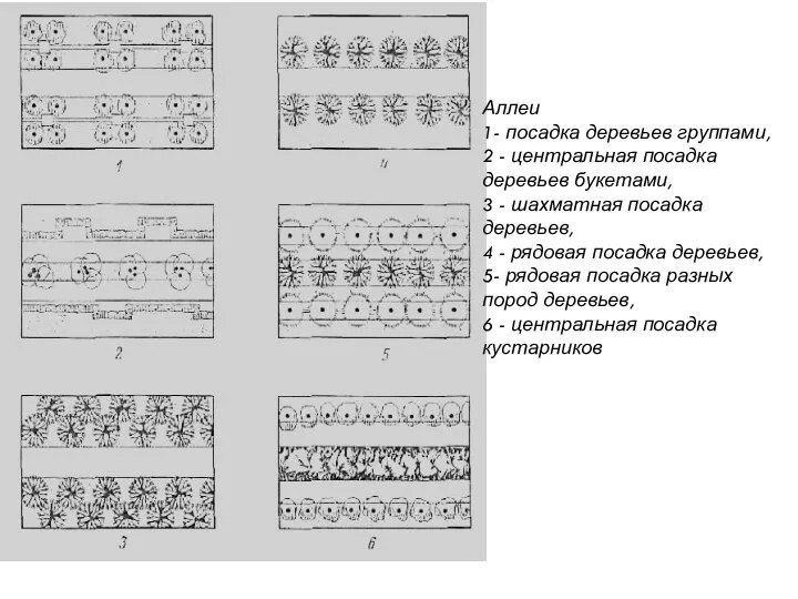 Аллеи 1- посадка деревьев группами, 2 - центральная посадка деревьев букетами,
