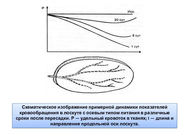 Схематическое изображение примерной динамики показателей кровообращения в лоскуте с осевым типом