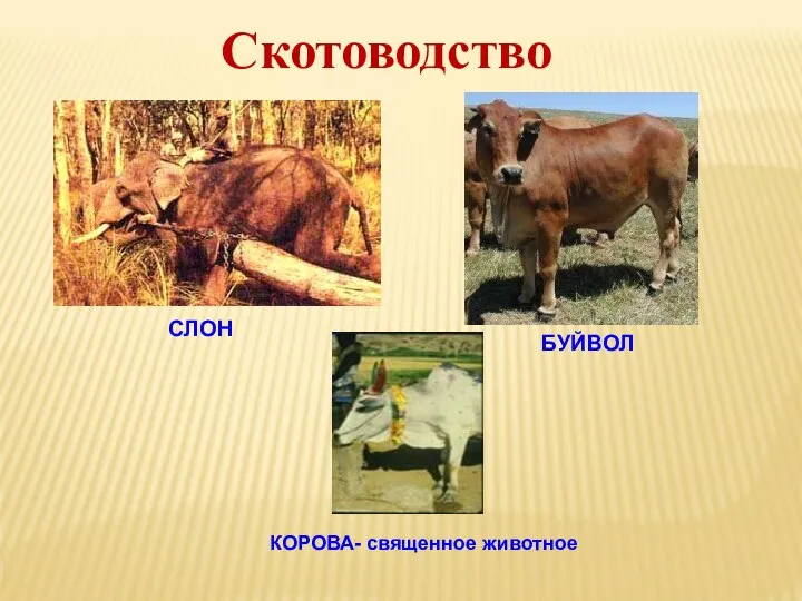 Скотоводство СЛОН БУЙВОЛ КОРОВА- священное животное