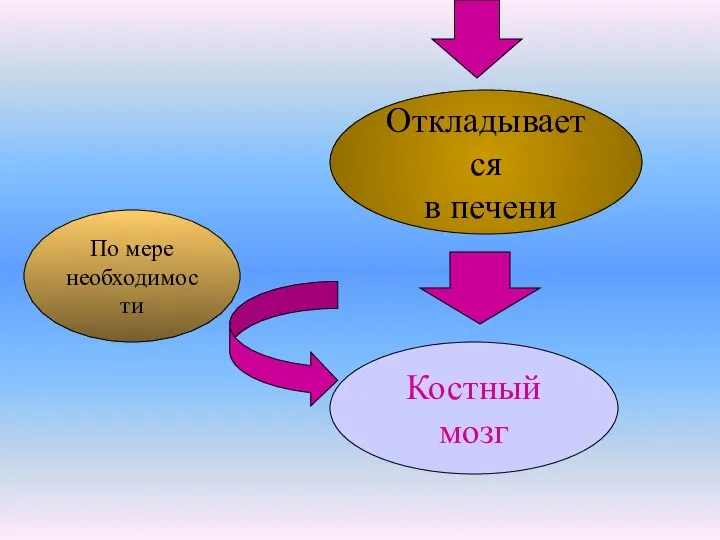 Откладывается в печени Костный мозг По мере необходимости