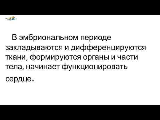 В эмбриональном периоде закладываются и дифференцируются ткани, формируются органы и части тела, начинает функционировать сердце.