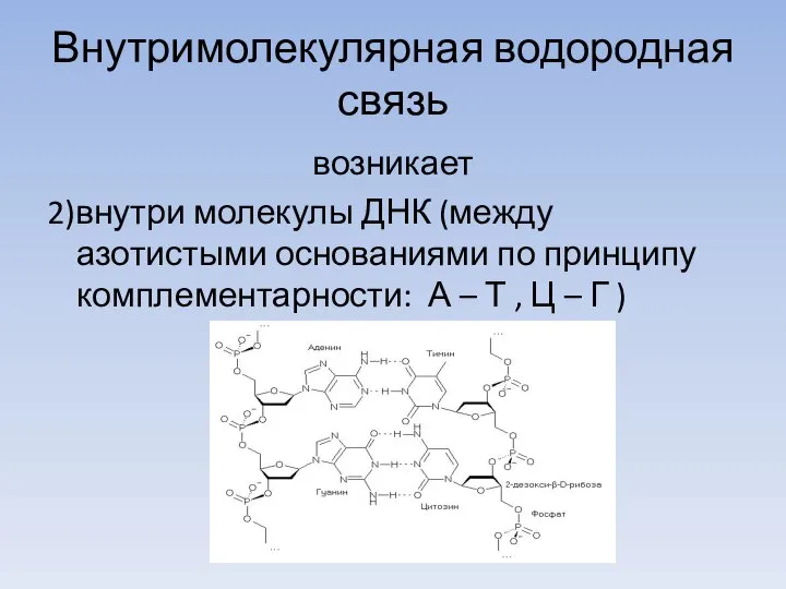 Внутримолекулярная водородная связь возникает 2)внутри молекулы ДНК (между азотистыми основаниями по