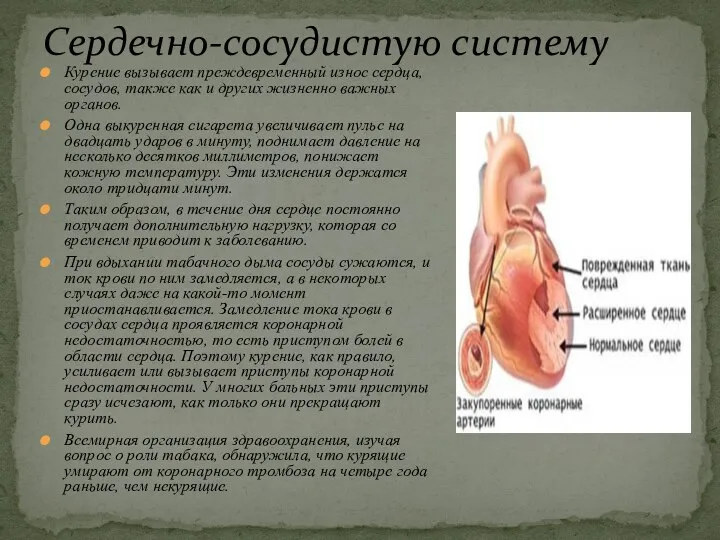 Курение вызывает преждевременный износ сердца, сосудов, также как и других жизненно