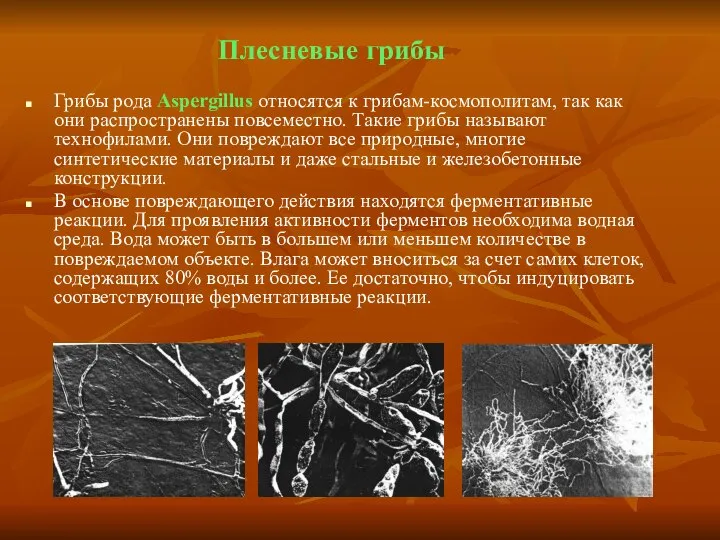 Плесневые грибы Грибы рода Aspergillus относятся к грибам-космополитам, так как они