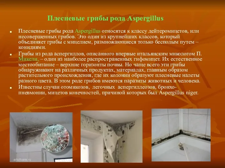 Плесневые грибы рода Aspergillus Плесневые грибы рода Aspergillus относятся к классу