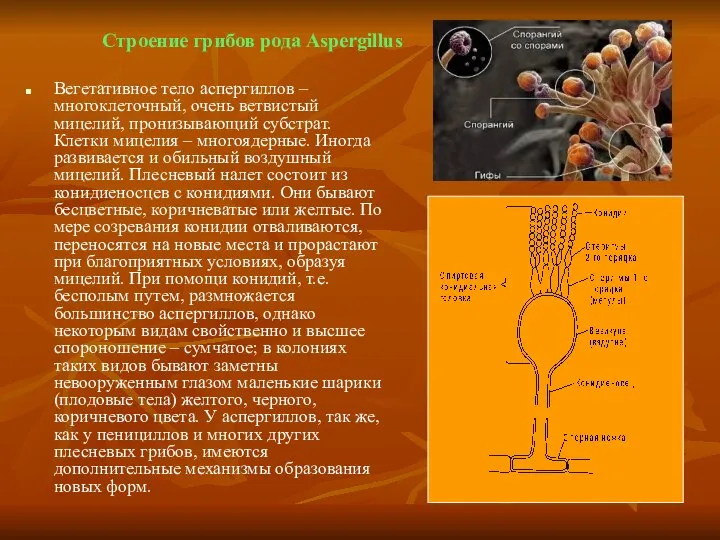 Строение грибов рода Aspergillus Вегетативное тело аспергиллов – многоклеточный, очень ветвистый