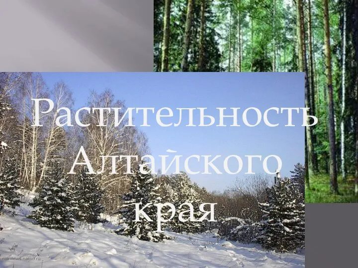 Растительность Алтайского края