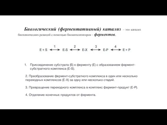 Биологический (ферментативный) катализ – это катализ биохимических реакций с помощью биокатализаторов