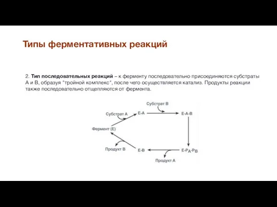 Типы ферментативных реакций 2. Тип последовательных реакций – к ферменту последовательно