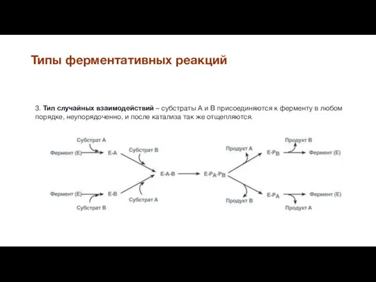 Типы ферментативных реакций 3. Тип случайных взаимодействий – субстраты А и