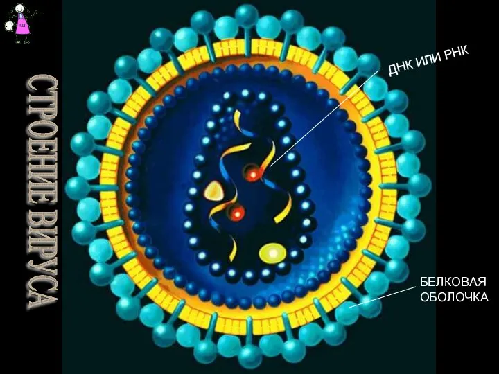ДНК ИЛИ РНК БЕЛКОВАЯ ОБОЛОЧКА СТРОЕНИЕ ВИРУСА