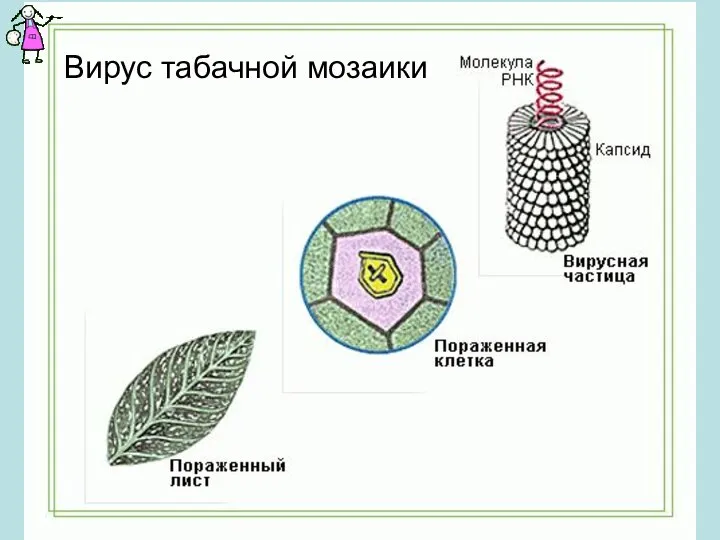 Вирус табачной мозаики