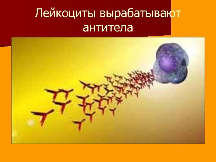 Лейкоциты вырабатывают антитела