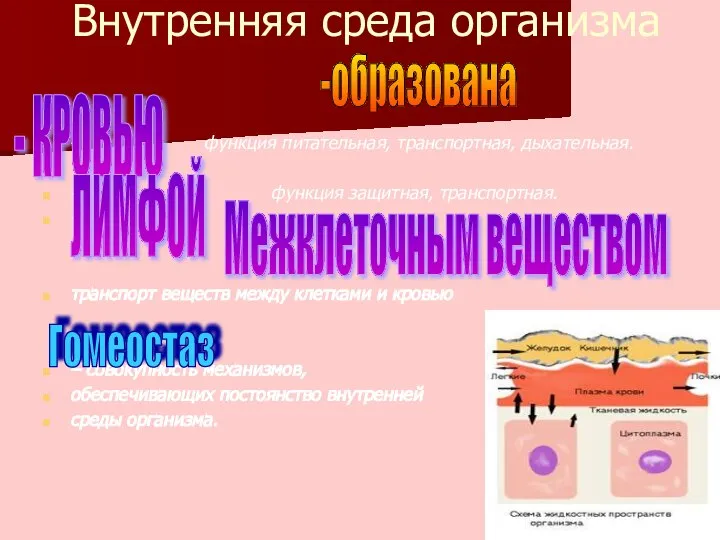 Внутренняя среда организма – функция питательная, транспортная, дыхательная. – функция защитная,