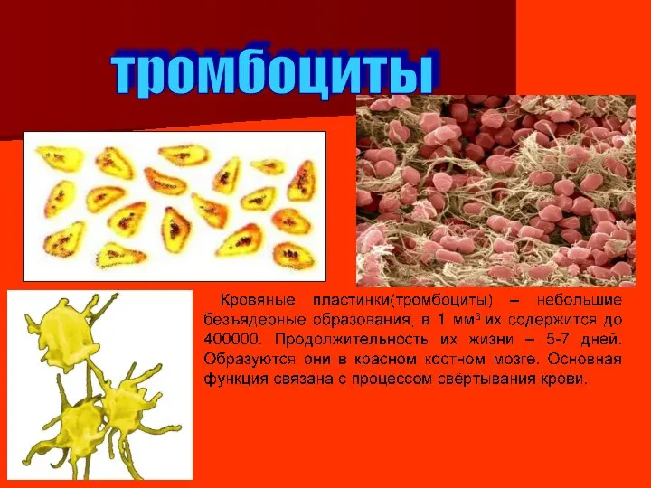 - - тромбоциты