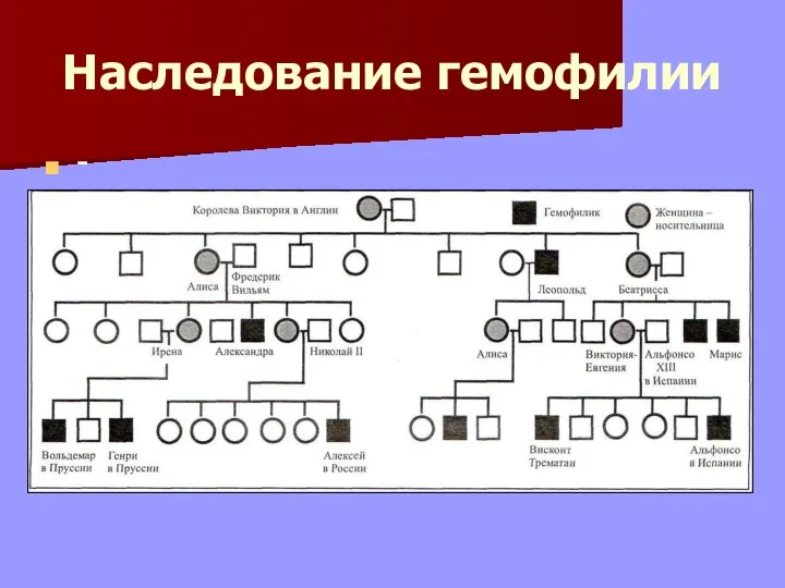 Наследование гемофилии -