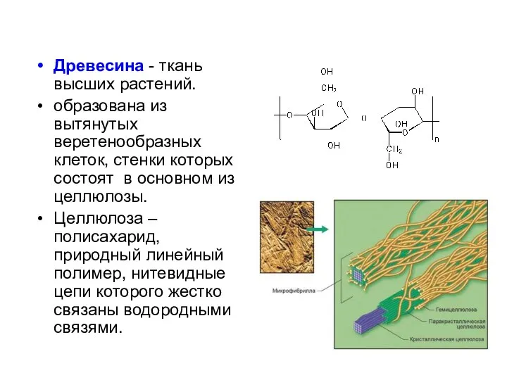 Древесина - ткань высших растений. образована из вытянутых веретенообразных клеток, стенки