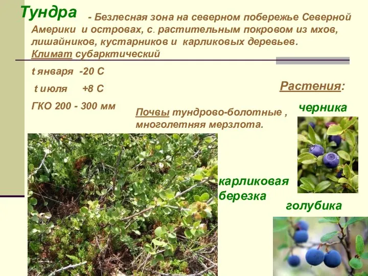 Тундра - Безлесная зона на северном побережье Северной Америки и островах,