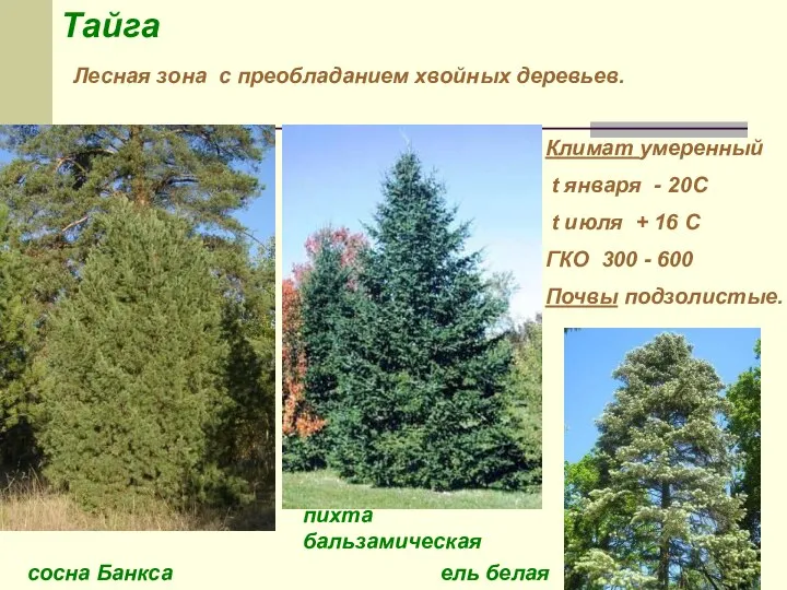 Тайга Лесная зона с преобладанием хвойных деревьев. Климат умеренный t января