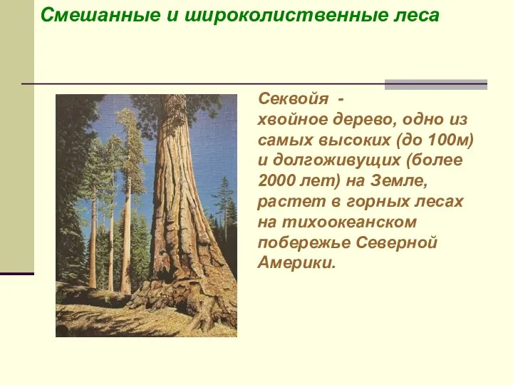 Смешанные и широколиственные леса Секвойя - хвойное дерево, одно из самых
