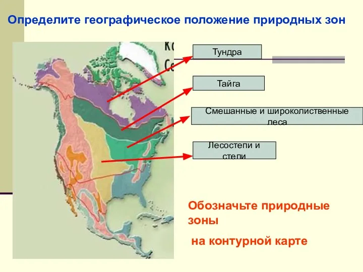 Определите географическое положение природных зон Тундра Тайга Смешанные и широколиственные леса