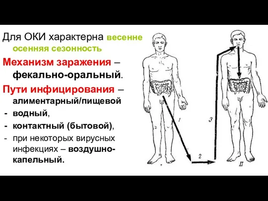 Для ОКИ характерна весенне-осенняя сезонность Механизм заражения – фекально-оральный. Пути инфицирования