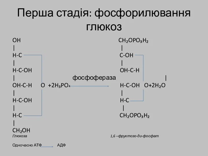 Перша стадія: фосфорилювання глюкоз OH CH₂OPO₃H₂ | | H-C C-OH |