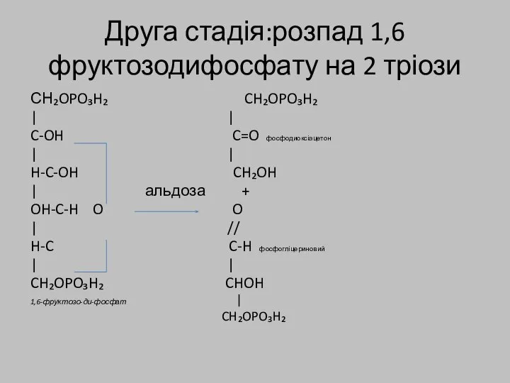Друга стадія:розпад 1,6 фруктозодифосфату на 2 тріози СН₂OPO₃H₂ CH₂OPO₃H₂ | |