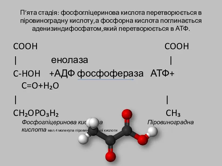 П’ята стадія: фосфогліцеринова кислота перетворюється в піровиноградну кислоту,а фосфорна кислота поглинається