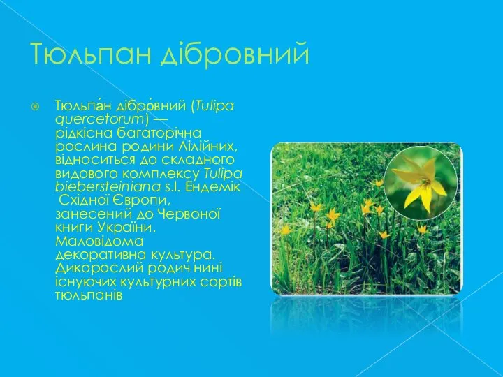 Тюльпан дібровний Тюльпа́н дібро́вний (Tulipa quercetorum) — рідкісна багаторічна рослина родини