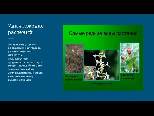 Уничтожение растений Уничтожение растений Из-за расширения городов, развития сельского хозяйства и