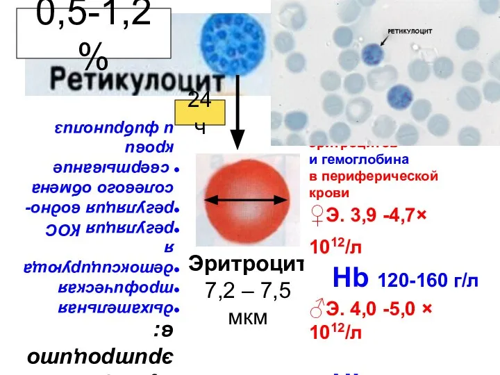 0,5-1,2 % 24 ч Эритроцит 7,2 – 7,5 мкм Содержание эритроцитов