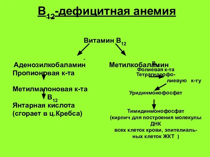 В12-дефицитная анемия Витамин В12 Аденозилкобаламин Метилкобаламин Пропионовая к-та Метилмалоновая к-та В12