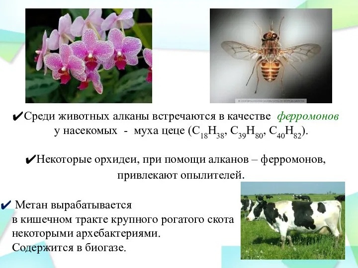 Среди животных алканы встречаются в качестве ферромонов у насекомых - муха