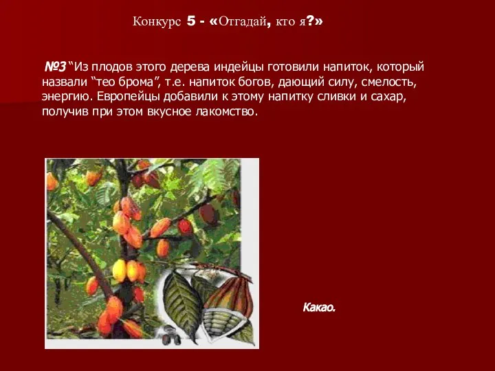 №3 “Из плодов этого дерева индейцы готовили напиток, который назвали “тео