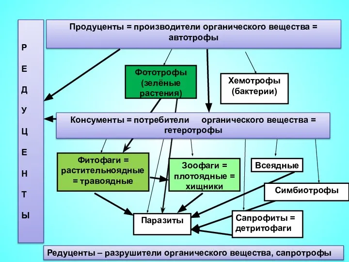 Фитофаги = растительноядные = травоядные Паразиты Зоофаги = плотоядные = хищники