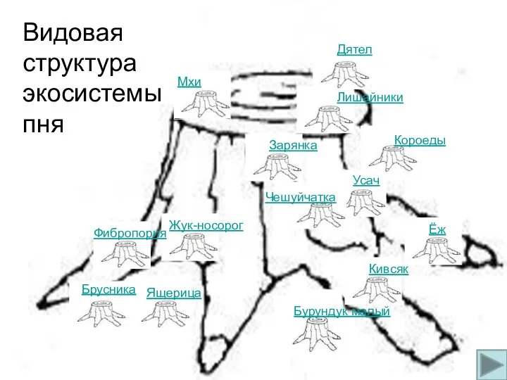 Лишайники Мхи Короеды Ёж Усач Бурундук малый Кивсяк Ящерица Жук-носорог Видовая