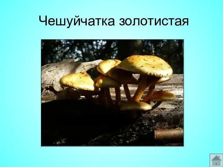 Чешуйчатка золотистая