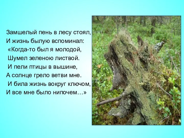 Замшелый пень в лесу стоял, И жизнь былую вспоминал: «Когда-то был