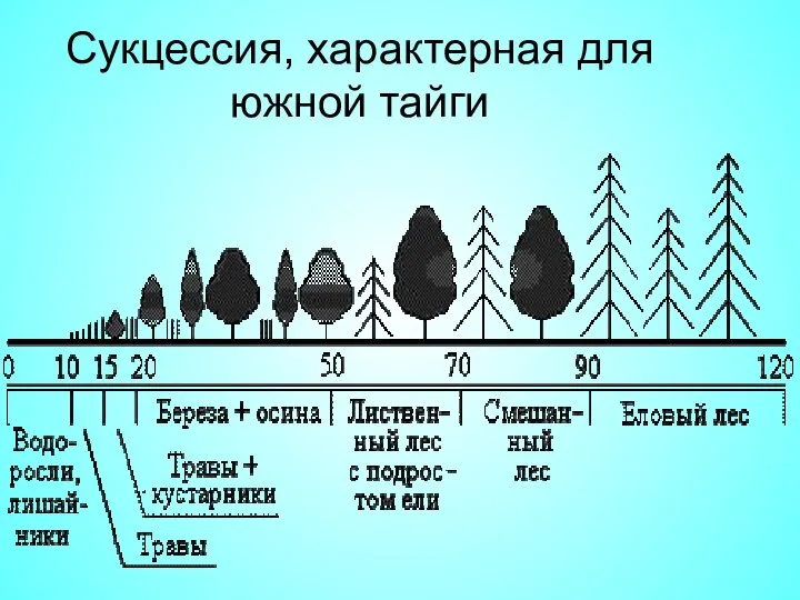 Сукцессия, характерная для южной тайги