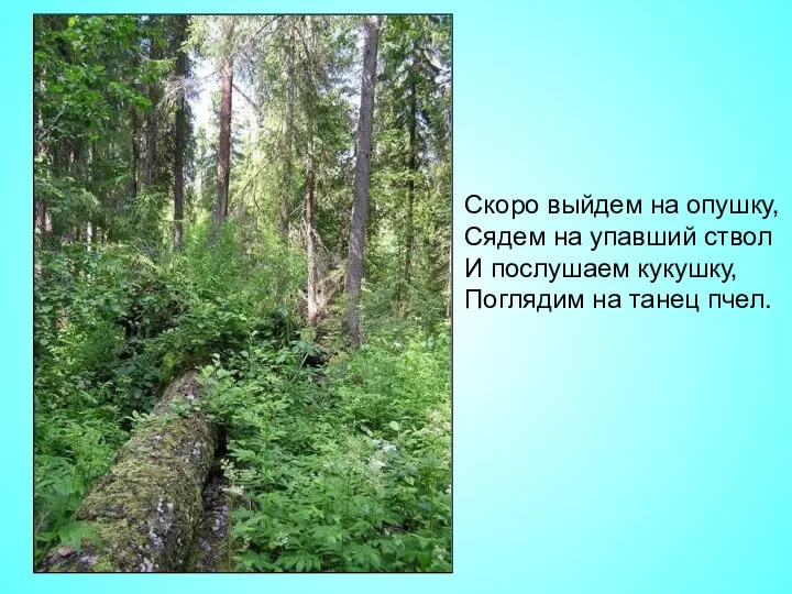 Скоро выйдем на опушку, Сядем на упавший ствол И послушаем кукушку, Поглядим на танец пчел.