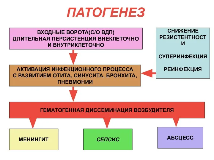 ПАТОГЕНЕЗ ВХОДНЫЕ ВОРОТА(С/О ВДП) ДЛИТЕЛЬНАЯ ПЕРСИСТЕНЦИЯ ВНЕКЛЕТОЧНО И ВНУТРИКЛЕТОЧНО АБСЦЕСС СЕПСИС