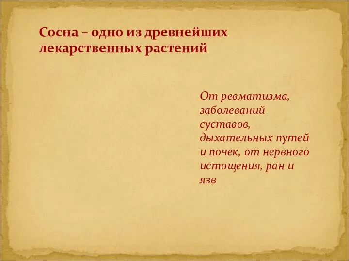 Сосна – одно из древнейших лекарственных растений От ревматизма, заболеваний суставов,