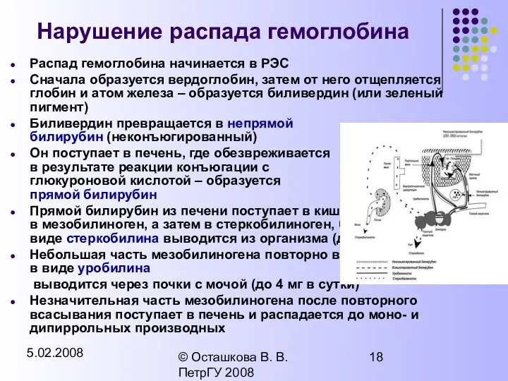 5.02.2008 © Осташкова В. В. ПетрГУ 2008 Нарушение распада гемоглобина Распад