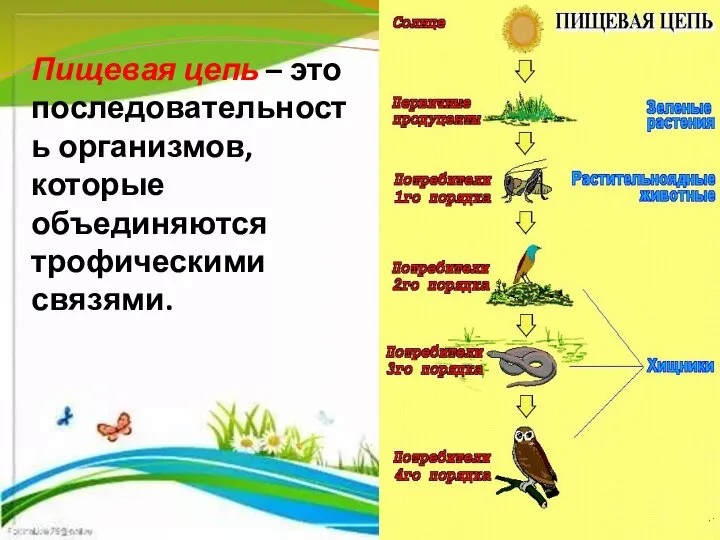 Пищевая цепь – это последовательность организмов, которые объединяются трофическими связями.