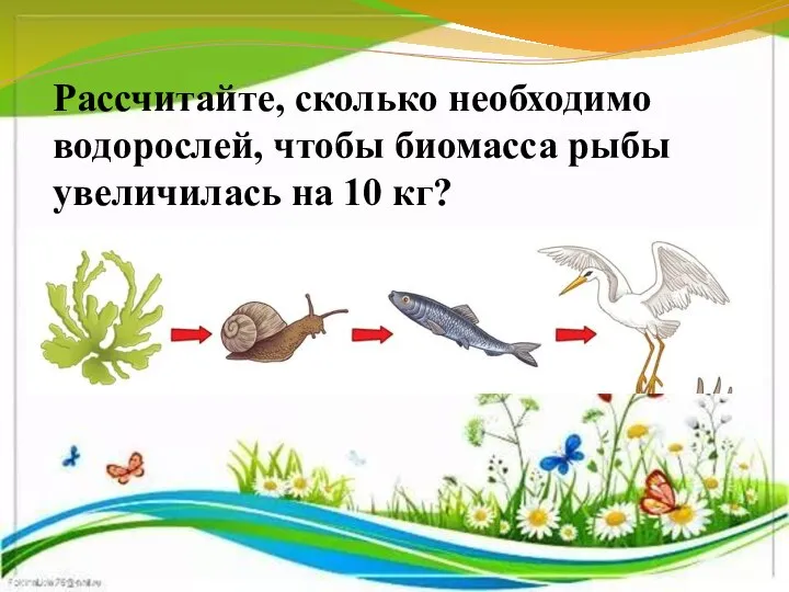 Рассчитайте, сколько необходимо водорослей, чтобы биомасса рыбы увеличилась на 10 кг?