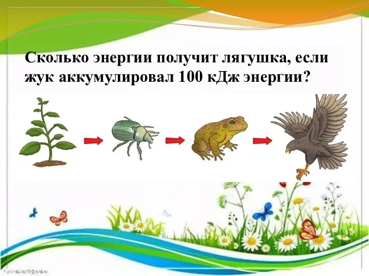 Сколько энергии получит лягушка, если жук аккумулировал 100 кДж энергии?