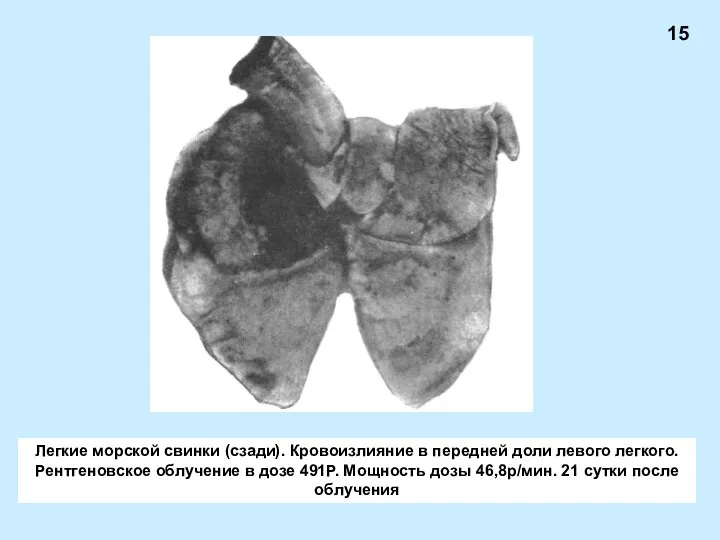 Легкие морской свинки (сзади). Кровоизлияние в передней доли левого легкого. Рентгеновское